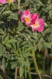 genus Rosa. Верхушка цветущего побега. Ростовская обл., Белокалитвенский р-н, окр. хут. Титов, степьной склон. 24.05.2026.