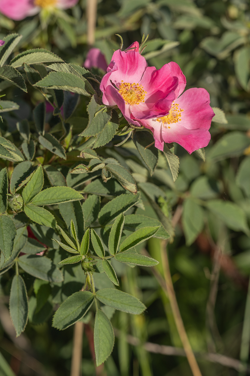 Image of genus Rosa specimen.