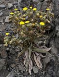 Смотреть изображение Andryala glandulosa