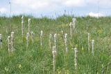 Asphodeline taurica. Отцветающие растения. Крым, г. Симферополь, окр. мкр-на Пневматика, куэста, поляна. 21.05.2026.