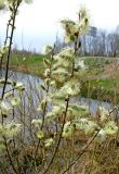 Salix cinerea. Побеги с мужскими соцветиями. Ярославская обл., Угличский р-н, берег пруда у дороги. 04.05.2011.