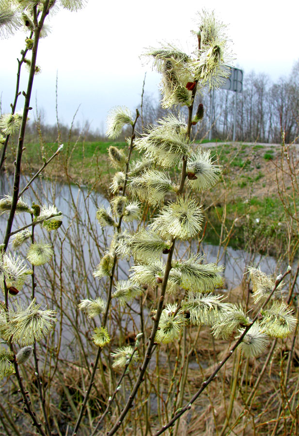 Изображение особи Salix cinerea.