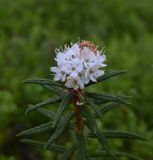Ledum palustre. Верхушка цветущего растения. Карелия, Беломорск, Залавруга, смешанный лес с преобладанием ели (Picea). 08.06.2026.