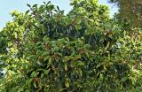 Ficus lutea. Ветви плодоносящего дерева. Португалия, г. Лиссабон, в культуре. 15.06.2026.