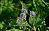 Arctium tomentosum. Верхушка побега с нераспустившимися соцветиями. Московская обл., Сергиево-Посадский гор. округ, верховья р. Воря, луговой склон. 22.08.2026.