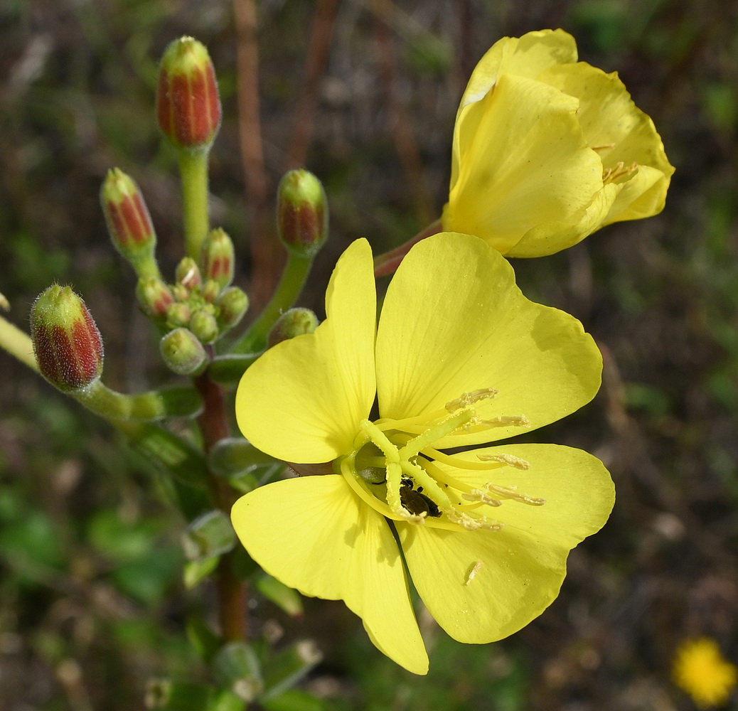 Image of Oenothera rubricaulis specimen.