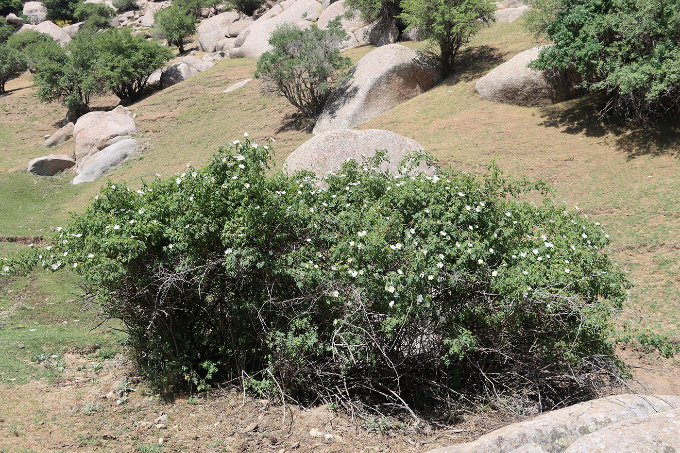 Image of Rosa canina specimen.