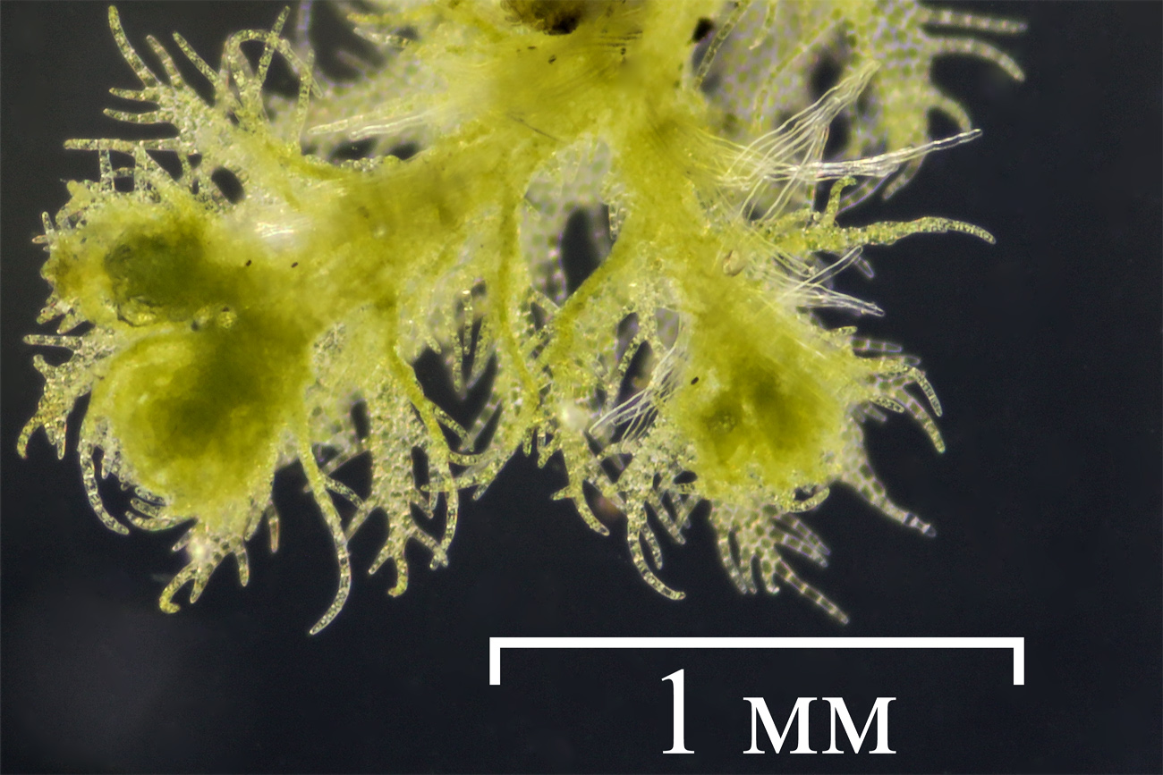 Image of Ptilidium pulcherrimum specimen.