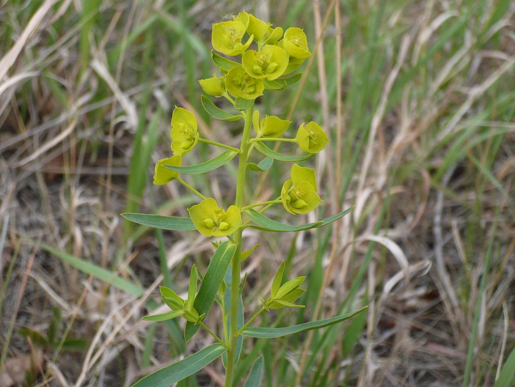 Изображение особи Euphorbia virgata.