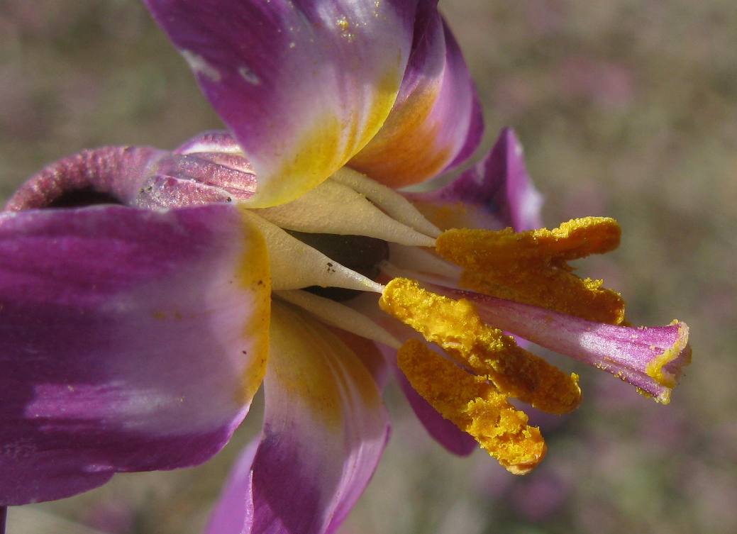 Image of Erythronium sajanense specimen.