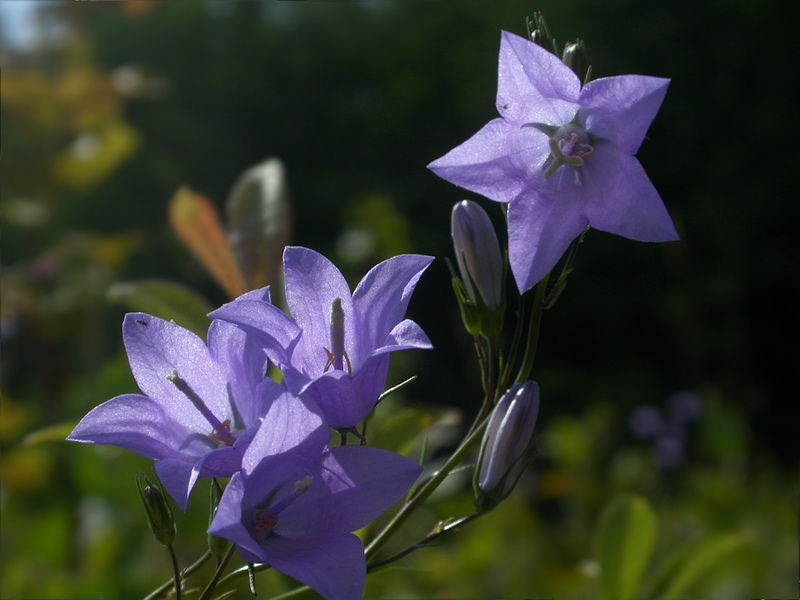 Image of Campanula rotundifolia specimen.