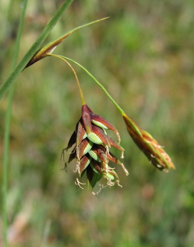 Image of Carex paupercula specimen.