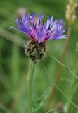 Centaurea triumfettii