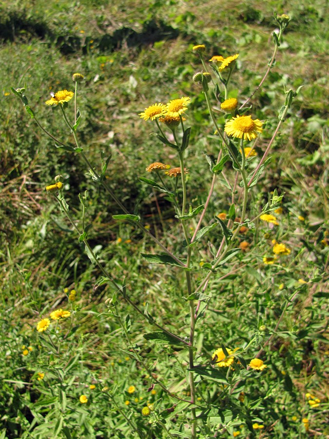 Image of Pulicaria dysenterica specimen.