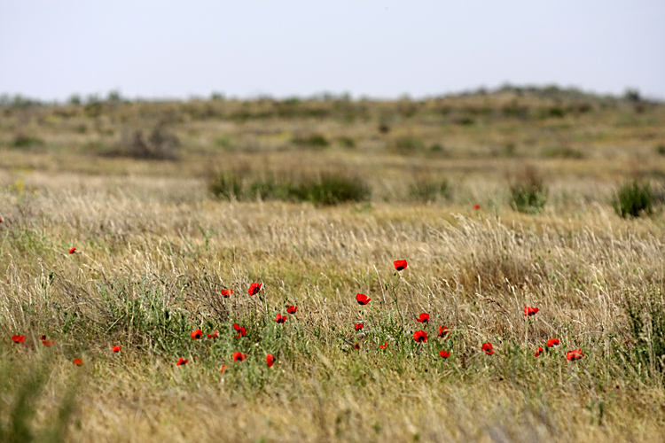 Image of Papaver pavoninum specimen.