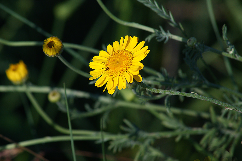 Изображение особи Anthemis tinctoria.