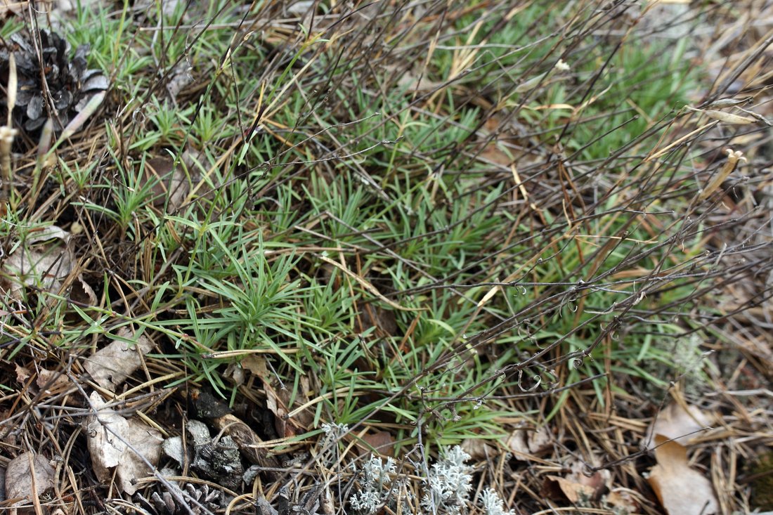 Изображение особи Dianthus borussicus.