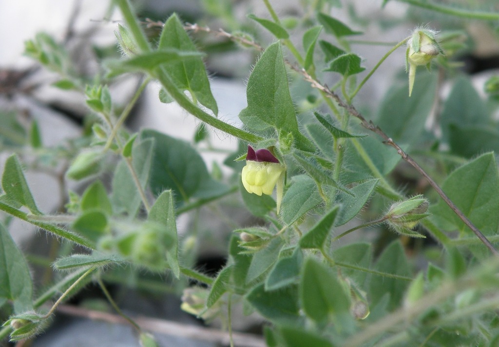 Image of Kickxia caucasica specimen.