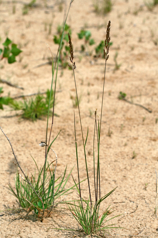 Image of Koeleria glauca specimen.