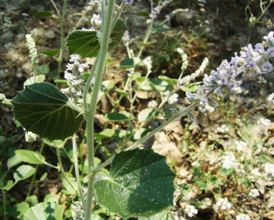 Image of Psoralea drupacea specimen.