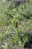 genus Astragalus
