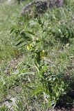 genus Astragalus. Цветущее растение. Таджикистан, восточный склон гор Санглак, 1300 м н.у.м. 24.04.2011.