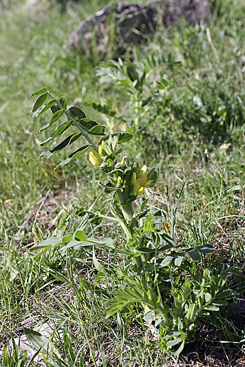 Изображение особи род Astragalus.