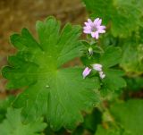 Geranium molle