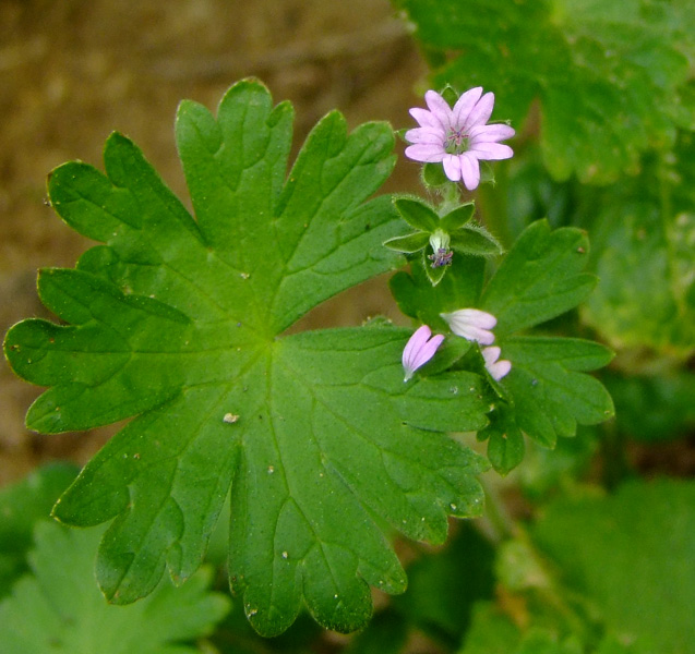 Изображение особи Geranium molle.