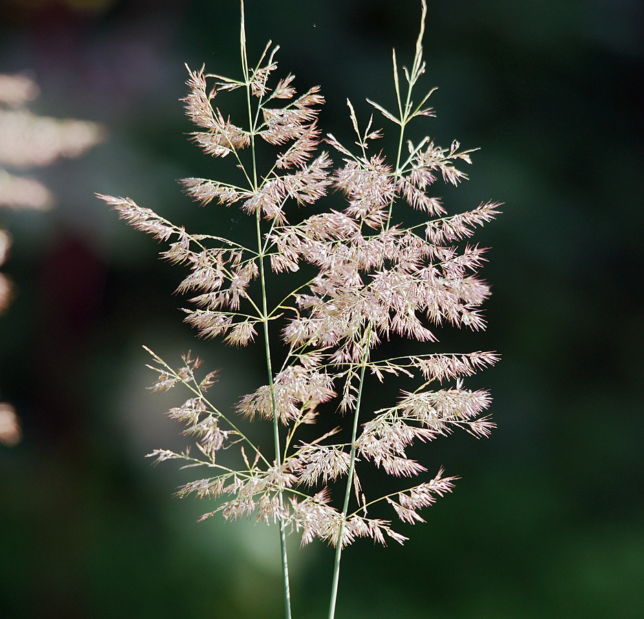 Изображение особи Calamagrostis epigeios.