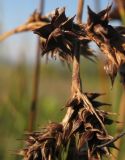 Carex colchica