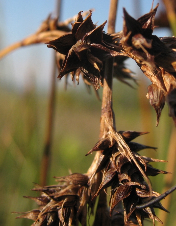 Image of Carex colchica specimen.