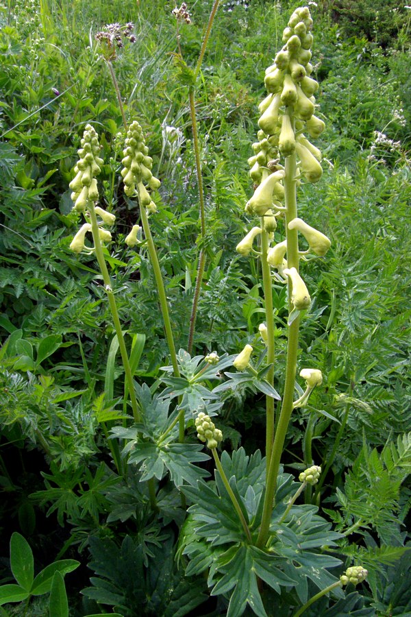 Изображение особи Aconitum lasiostomum.