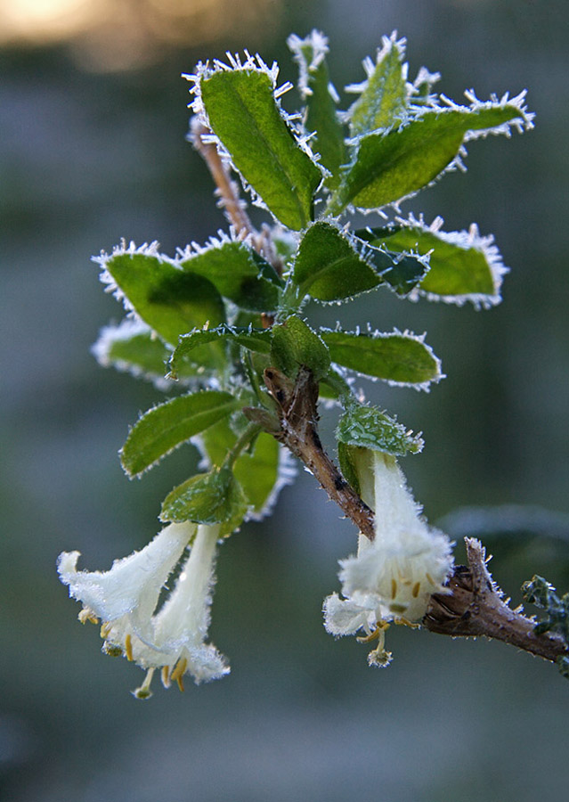 Image of Lonicera pallasii specimen.