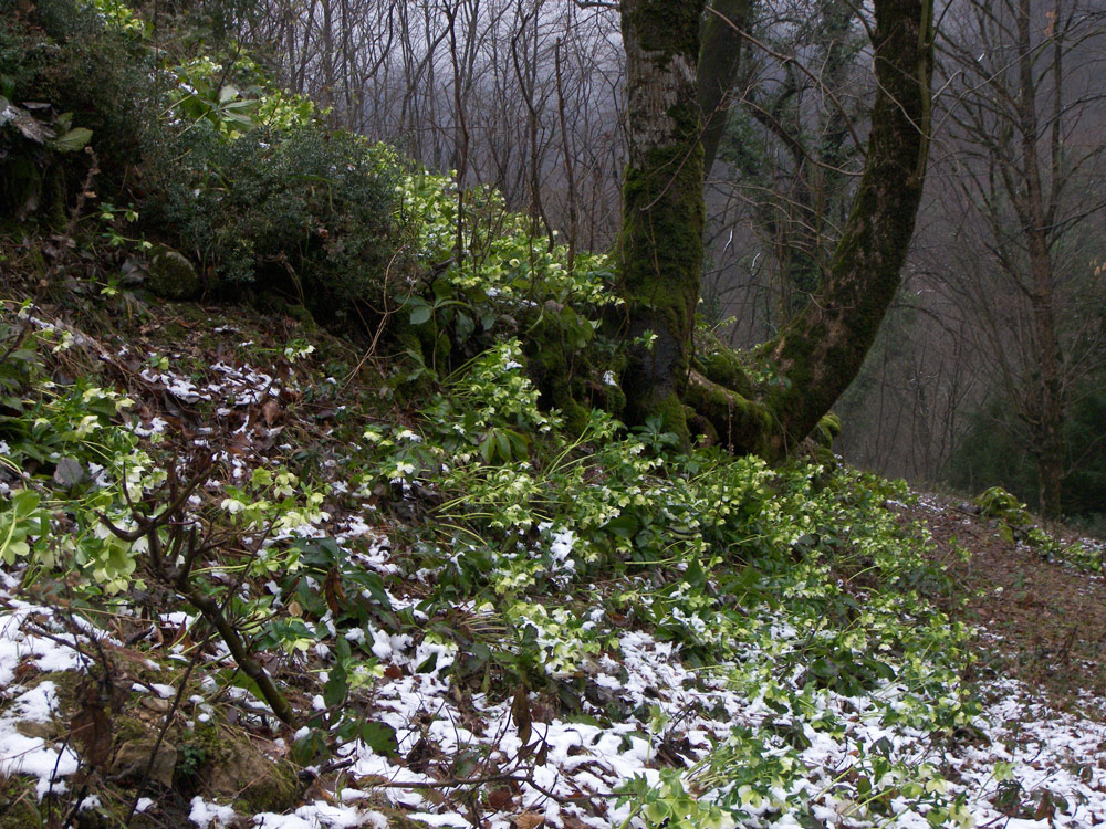 Image of Helleborus caucasicus specimen.