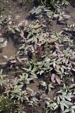 Persicaria amphibia