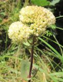 Hylotelephium ruprechtii