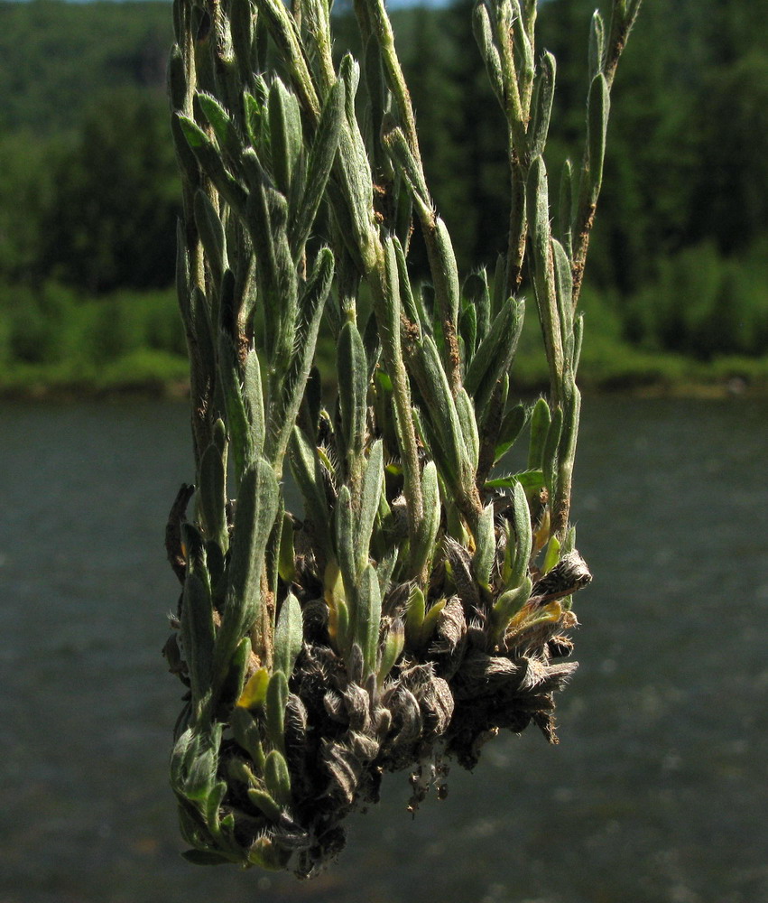 Изображение особи Eritrichium pectinatum.