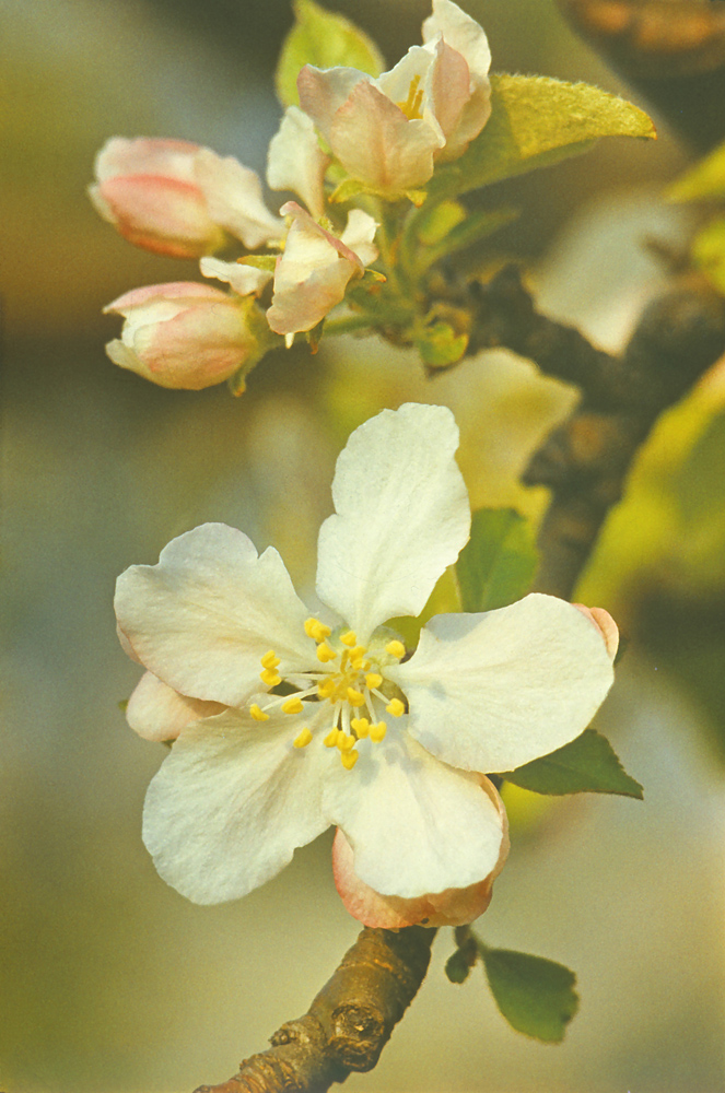 Изображение особи Malus domestica.