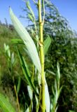 Salix × undulata. Средняя часть побега. Астраханская обл., Красноярский р-н, с. Шмагино, берег р. Шмагина. 13.08.2011.