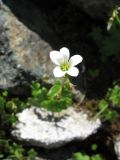 Saxifraga sibirica