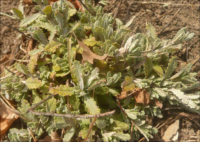 Изображение особи Teucrium capitatum.