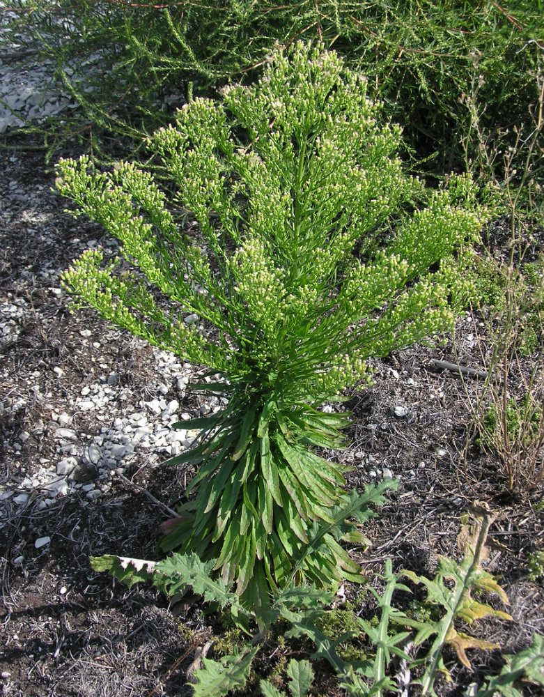 Image of Conyza canadensis specimen.