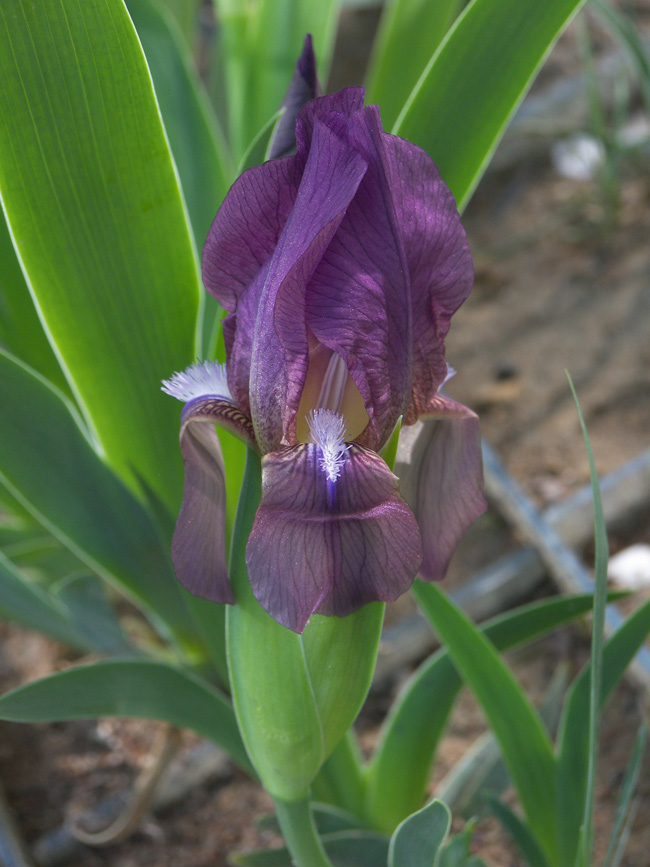 Image of Iris taochia specimen.