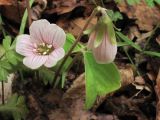 Oxalis obtriangulata. Цветущее растение. Владивосток,ботанический сад-институт ДВО РАН. 6 мая 2012 г.