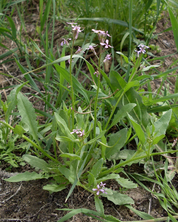 Image of Chorispora tenella specimen.