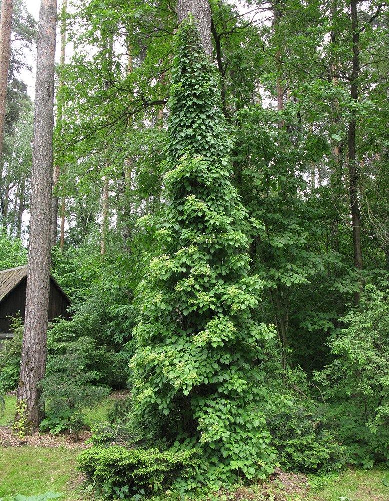 Image of Hydrangea petiolaris specimen.