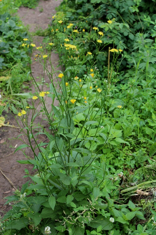 Изображение особи Lapsana communis.