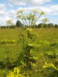 Heracleum sosnowskyi