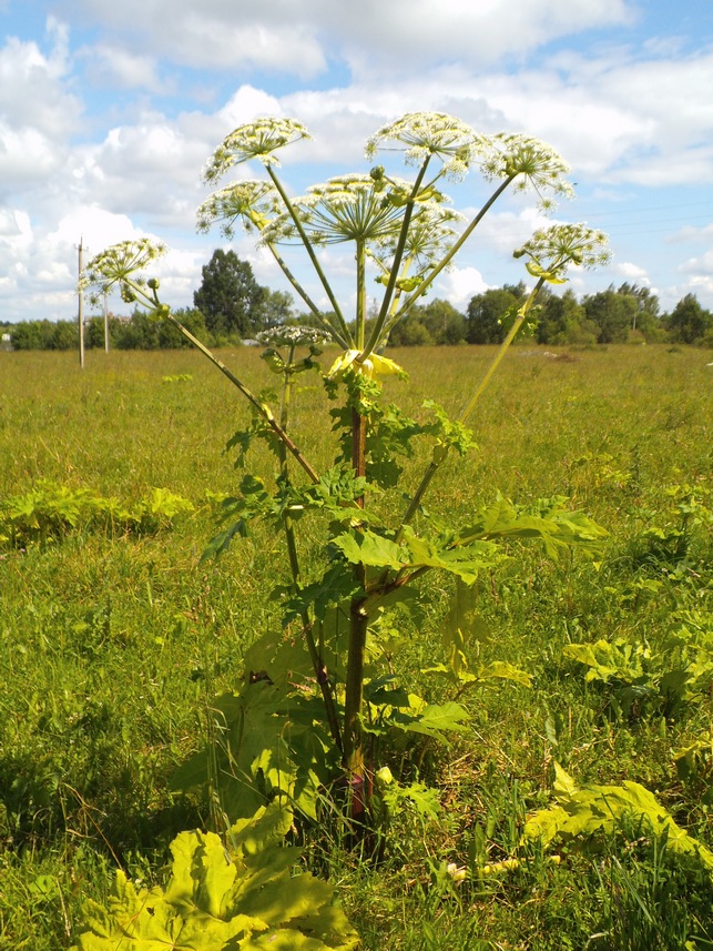 Image of Heracleum sosnowskyi specimen.